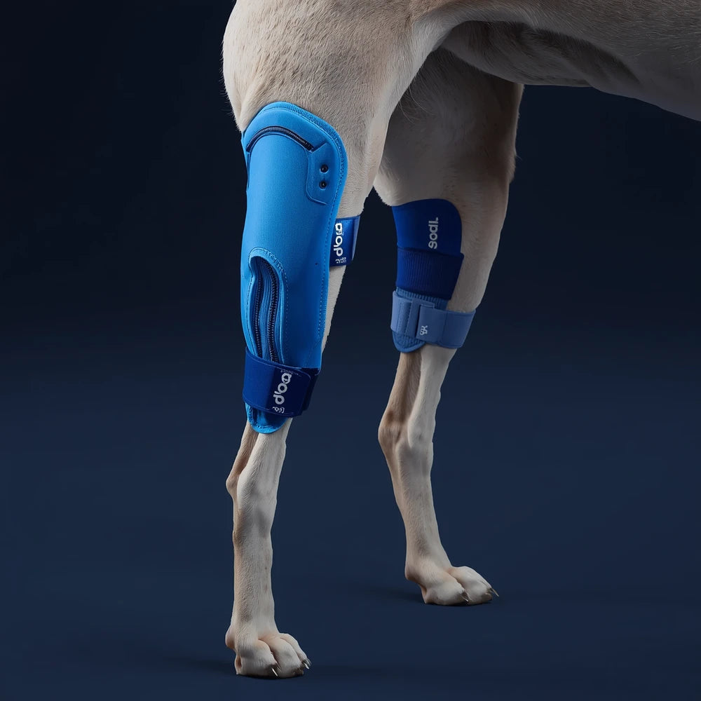 Dog Knee Brace Leg Protector